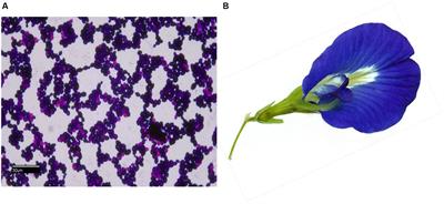 Topical antifungal keratitis therapeutic potential of Clitoria ternatea Linn. flower extract: phytochemical profiling, in silico modelling, and in vitro biological activity assessment